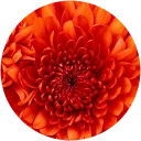 Claudia D. Avatar